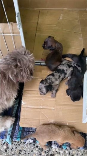 #schweenie #shihtzupuppies #shihtzu #shortsviral #dogshorts #shortsfeed #trendingshorts #shorts #fyp