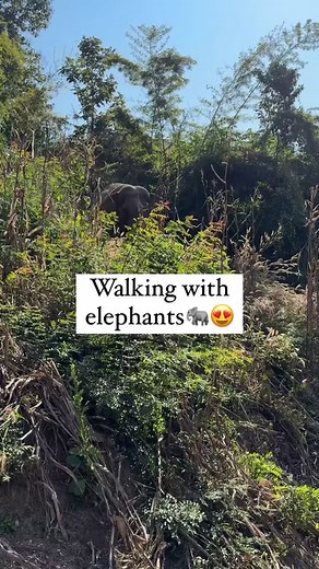 250K views · 1.1K reactions | Just chop them and drop them right...