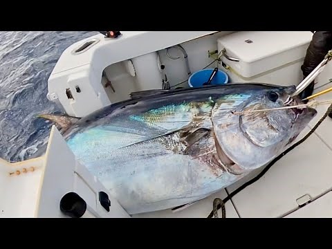 300kgオーバー 巨大クロマグロ 2023年冬