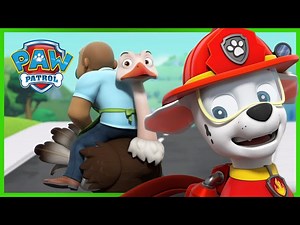 Pups Save Alex's Feathery Friends - PAW Patrol Episode - Cartoons for Kids - Videos For Kids
