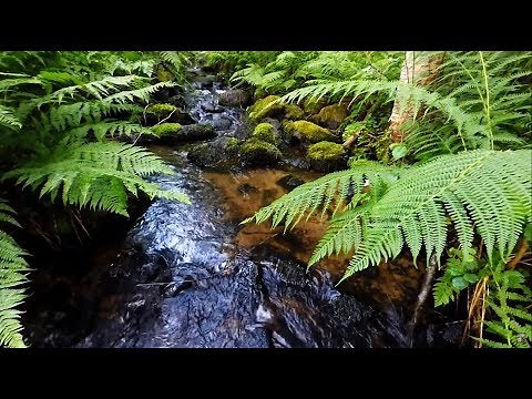 Gentle Running Water stream & birds singing at morning 6 hours