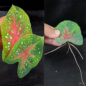 467K views · 10K reactions | Tips for propagating Caladium Bicolor Plants with Leaves in Water | Rana Craft | Facebook