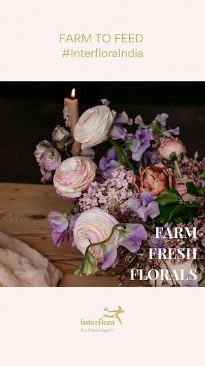 Interflora India on Instagram: "Ever wondered where magic blooms? 🌟 Welcome to our Ranunculus farm, where flowers aren’t just pretty—they’re pure enchantment! From the first sprout to the final flourish, it’s like watching nature’s confetti unfold 🌸 #InterfloraIndia #FlowersOfInstagram #InterfloraReels #LuxuryFlorists #FlowersInIndia #LuxuryFlowers #FlowersOnline #LoveFlowers #FloralReel #FlowerVideo #HandcraftedFlorals #BespokeFloralArrangements #Ranunculus #FromTheFarm Interflo