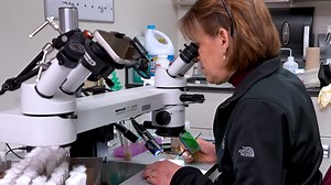 Stimulating and Analyzing Adult Neurogenesis in the Drosophila Central Brain