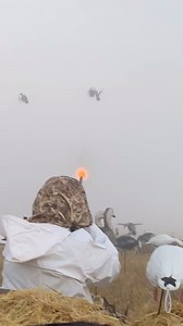 390 reactions · 6 comments | Foggy mornings and mixed bags . . . . . #michitobaoutfitting #duckhunting #huntcanada #goosehunting | Michitoba Outfitting Manitoba Outfitter and Guide | Facebook