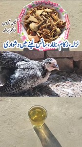 Treatment of a Sick Chicken | Cold, Flu, Fever and Digestive Health issues in Poultry Birds | Dr. ARSHAD #Lemongrass #LemongrassforPets #LemongrassforBirds #LemongrassforPoultry #RespiratoryIssues #Cold #Cough #Sneezing #Catarrh #ExcessofMucus #LemongrassExtract #FlockDigestiveHealth #GuineaFowl #Goose #Turkeys #Pheasant #Hen #Cockerel #Quail #Leghorn #Broiler #Brahma #Araucana #Pigeon #Duck #Peafowl #Veterinarian #Poultry #PetsandAnimals #Chickens #Livestock #Birds #Aseel #DrArshad #Foryou #Tik