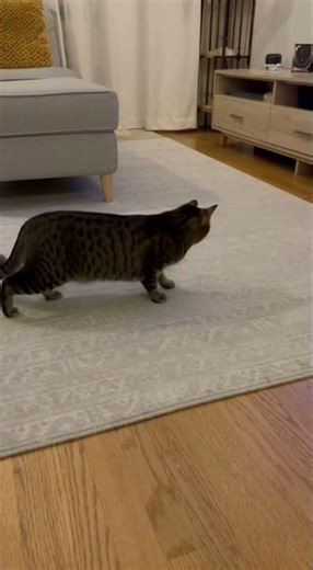 🤣 Cat vs. Robot Vacuum — The Battle No One Saw Coming! 🤖🐾