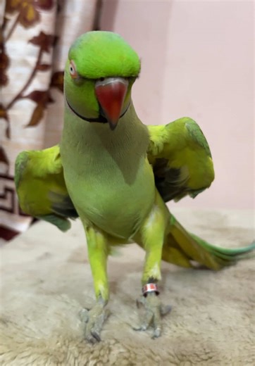 Indian Ringneck Parrot Talks: Amazing Audition Video