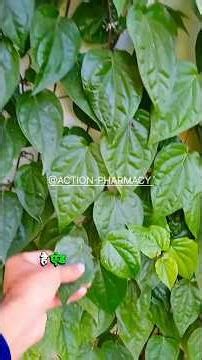 Money Plant (Epipremnum aureum) | Pharmacognosy | Medicinal Plant”