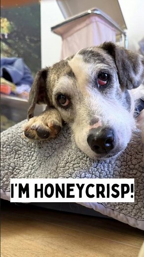 Adopt 10-yr-old Honeycrisp at Muttville Senior Dog Rescue in San Francisco!