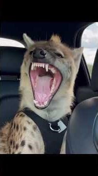 just animals being animals