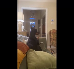 Grandma Gently Directs Doberman Off Couch