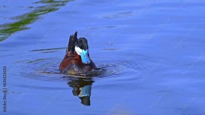 Capture of Ruddy Ducks in spring at Edmonton's lake. Watch male and female interact, court, feed, and swim. Ideal for nature lovers and bird watchers.