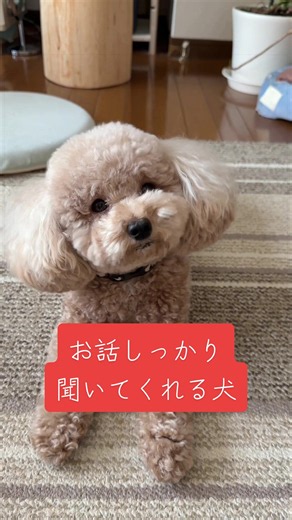 トイプードルがしっかり話を聞いてくれる！おもちゃ投げじゃない日