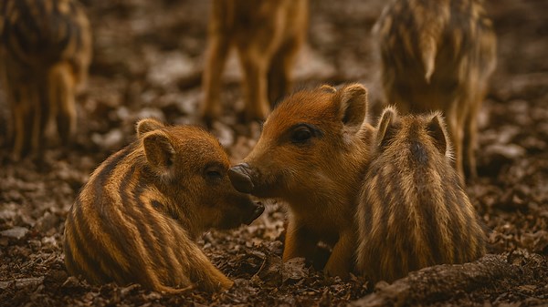 Playful Wild Boar Piglets in the Forest