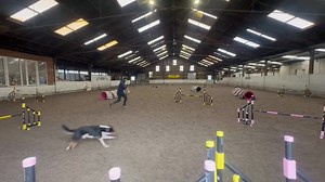 🐾 Why Border Collies (Including Rescue Collies!) Love Agility Training 🐾 People often say that Border Collies need to be walked for hours every day — and that simply isn’t true. While collies are an active breed, what they really need just as much as physical exercise is mental stimulation. Agility is one of the best ways to give them both. Agility isn’t just about running fast and jumping high. It helps collies use their brains, build confidence, and strengthen the bond with their people. Thi