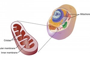 Fungsi Mitokondria, Lengkap dengan Letak dan Strukturnya - Sonora.id