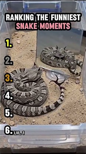 Ranking the Funniest Snake Fails Ever #usa