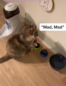 665K views · 753 reactions | Such a smart cat  | Animal Memes | Facebook