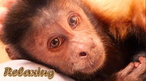 84K views · 580 shares | Capuchin MonkeyBoo enjoys a nice hand and feet massage from his Pet Human Pete! Watch MonkeyBoo enjoys his special time with Pete, he loves to have his hands and feet rubbed. MonkeyBoo is the cutest! | MonkeyBoo | Facebook