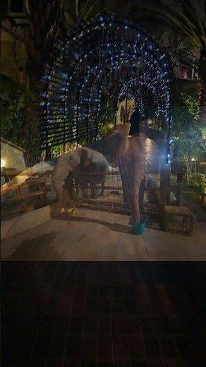 Famous zoo luxury zoo animals collection