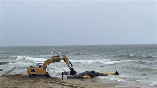 «Qu’est-ce qu’il sent mauvais !» : cinq jours après son échouage en Loire-Atlantique, le corps du cachalot enfin déplacé