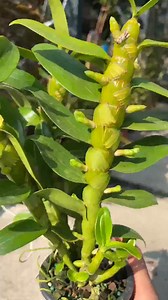 Spring flowers are blooming again. It's the season for dendrobium flowers to bloom. Do you know this fat dendrobium Planting tips. Flowers and green plants. Dendrobium orchid. Dendrobium planting. Love life and love growing | Donna Martinez