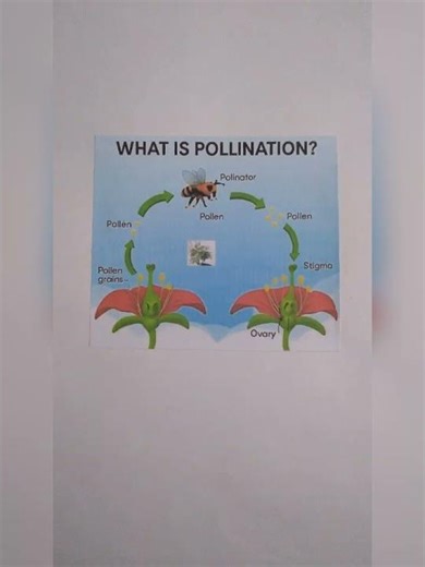 BIOLOGY INVESTIGATORY PROJECT ON THE TOPIC POLLINATION CLASS 12 #biology #project #pollination