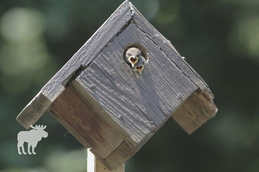 Where To Hang A Wren House? — Forest Wildlife