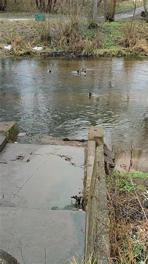 Relaxing. Water and ducks are a wonderful way to relax. Music for the soul.#birdsong