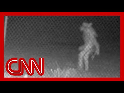 Mystery creature caught on camera has authorities stumped