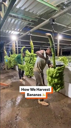 How We Harvest Bananas 🍌 #bananas #foodfacts #farmtotable