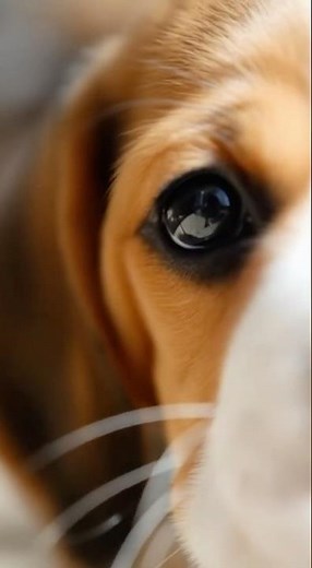 Cute Puppies Ep3: Beagles