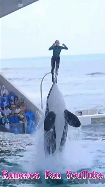空飛ぶマーメード最高!! #Shorts #鴨川シーワールド #シャチ #kamogawaseaworld #orca #killerwhale