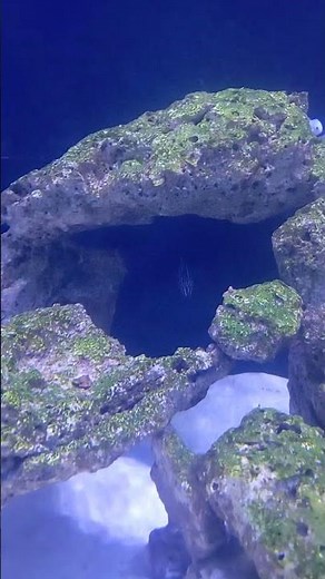 Clownfish & Friends in a Small Aquarium Setup | Nemo's Neighborhood: A Close-Up Look