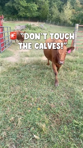 DON’T TOUCH THE CALVES! They’ll ATTACK! 😂🐮 #dextercattle #humor #dextercattle #homestead