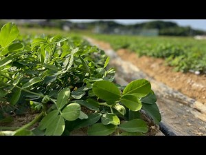 【有機栽培】落花生おおまさりの栽培ポイントと裏技⁈をご紹介します。やり方次第で楽に栽培出来るよ！