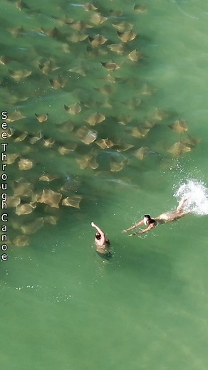 53M views · 378K reactions | Big stingrays swimming by tourists at the beach in Florida. This video got over 160 million views and ended up on National Geographic the first time I posted it so I thought it was worth a repost. The rays are Cownose Rays. #AmaZing #nature #ocean #tbt #animals #viralvideo #Awesome #wildlife #florida #outdoors #beach #sealife #nope #scary #swimming #naturephotography #naturelover #stpete | See Through Canoe | Facebook