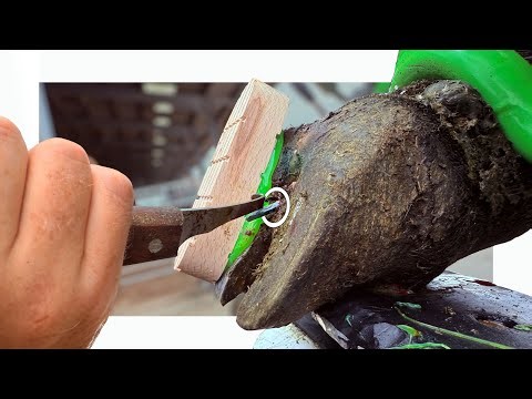 I PULLED a METAL SPIKE out of this foot!!!