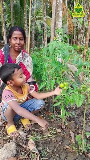 টমেটো বাসে যত্ন। বিক্রম বেপারী সূর্য #agrigenics #shortvideo #agriculture #krishi #smallfarmer