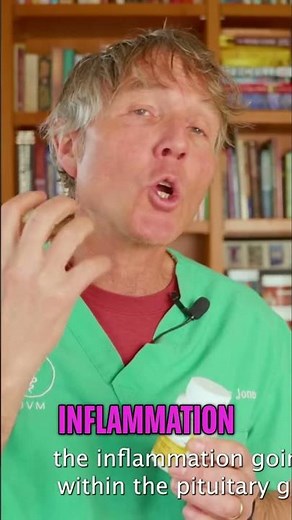 Cushing's Disease in Dogs: Curcumin's Revolutionary Treatment #shorts