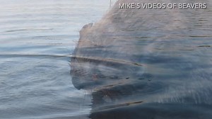 54K views · 6.5K reactions | Last night by the river was epic! Lots of beavers were out and doing beaver things. All of these clips were filmed over a 90 minute period last night. And yes, in the 10th clip the beaver drags his branch right past my feet, which you see in the clip. What a great night! #WildlifeWednesday #beaver #funnyanimals | Mike’s photos and videos of beavers | Facebook