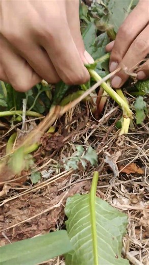 SR 425252 mini rotary tillage andridging🌲🌴all-in one treeview#yourubeshortvidshort