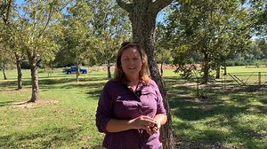 5.2K views · 59 reactions | It's pecan picking time in Louisiana! LSU AgCenter associate professor and horticulturist Kiki Fontenot discusses picking pecans and the economic impact pecans have on Louisiana. | LSU AgCenter | Facebook