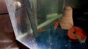 Now available. . http://www.angelsplus.com/pairs1609.htm . Sorry about the crusty glass, but it's a 35 year old tank and we just can't get it any cleaner. | Angels Plus