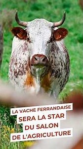 La vache ferrandaise