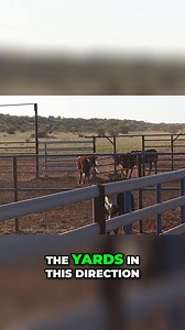 🚫 Forget helicopters. 🚫 Forget long days mustering. ✅ Just trap the water and the cattle come to you. At Idracowra Station near Alice Springs, Angus McKay shows how self-trapping yards are revolutionising mustering in remote country. These smart setups make it easier on the animals—and your team. Watch how it’s done 👉 https://youtu.be/3VPu5n60v7k 📍 Real gear. Real results. Real outback stories. 💬 Tag someone who still chases cattle the old way! #CattleMustering #FarmLearning #OutbackInnovat