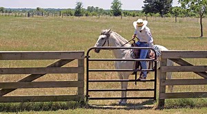 Equine Applications