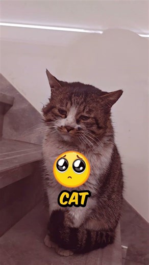 Cutest Cat Breeds 💖🥰