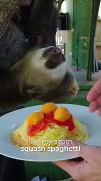 Nick Cooks GOURMET Spaghetti for a SLOTH 😳🦥